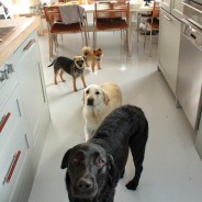 I miss my doggies!